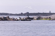 RIB speedboat seal safari from Stockholm